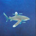 Texas painter Ken Arthur Shark Acrylic on Canvas painting
