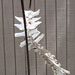 Texas artist sculptor Ken Arthur - Bone Spiral Mixed Media - Bleached Cattle Bones and Steel