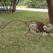 Texas artist sculptor Ken Arthur - Deer Welded Steel