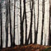 Texas painter Ken Arthur Winter Pines Painting - Acrylic and Enamel
