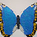 Texas painter artist Ken Arthur - Morpho Anaxibia South America - Mixed Media on Canvas