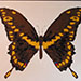 Texas painter artist Ken Arthur - Papillo Brasiliensis - Brazil - Acrylic on Canvas
