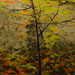 Texas painter Ken Arthur Autumn In the Canyon Painting - Acrylic and Enamel