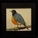 Texas painter artist Ken Arthur - Prismacolor pencil on paper